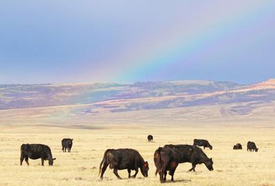 Cattle-rainbow near Laramie
