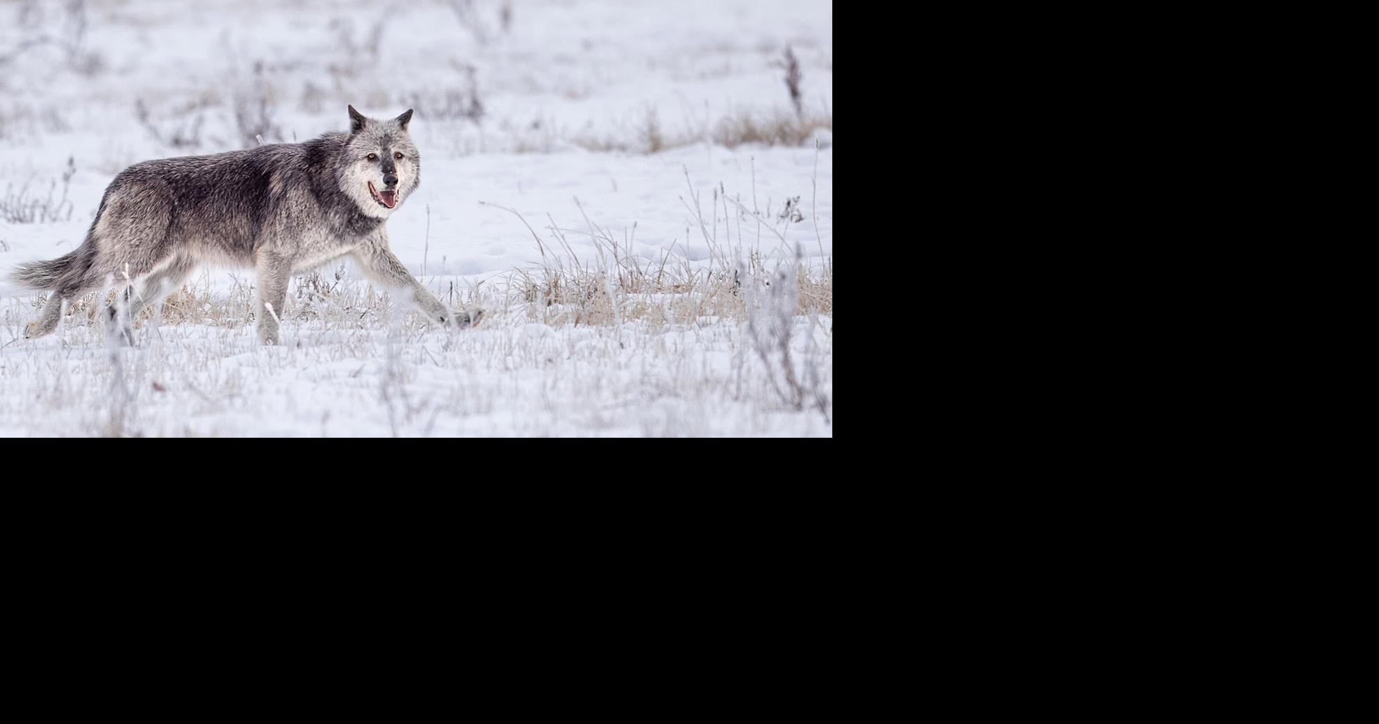 Yellowstone’s oldest wolf pack, Mollie’s Pack, leaves the park, raising fears for its future