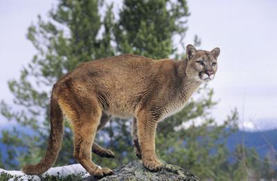 Study Says 43 Of Jackson Hole Cougars Exposed To Plague From