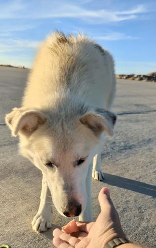 Diya, now Juniper, walks to safety | News | wyomingnews.com
