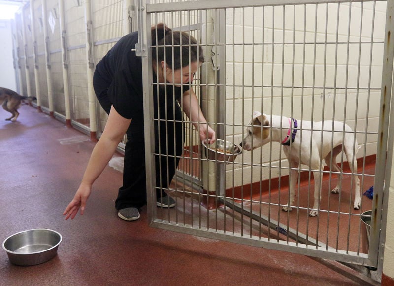 Cheyenne Animal Shelter employee claims abuse of dog | Local News |  