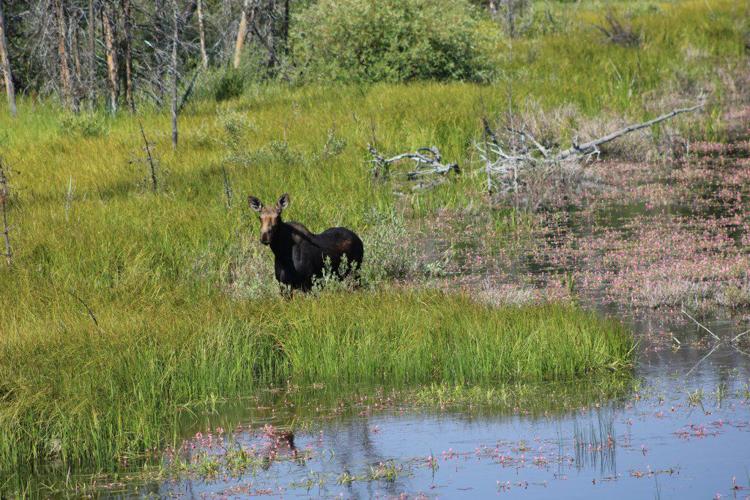 SE Wyoming moose population appears stable Local News