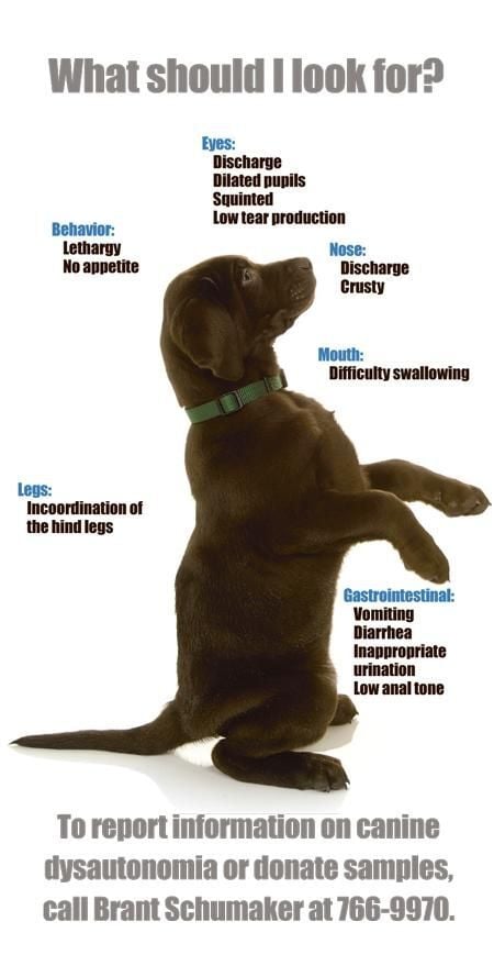 Canine dysautonomia