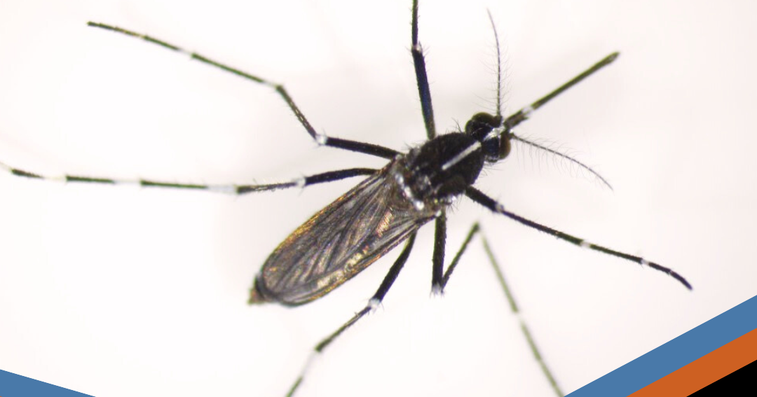 Rising virus activity shapes Laramie's future mosquito control efforts ahead of summer