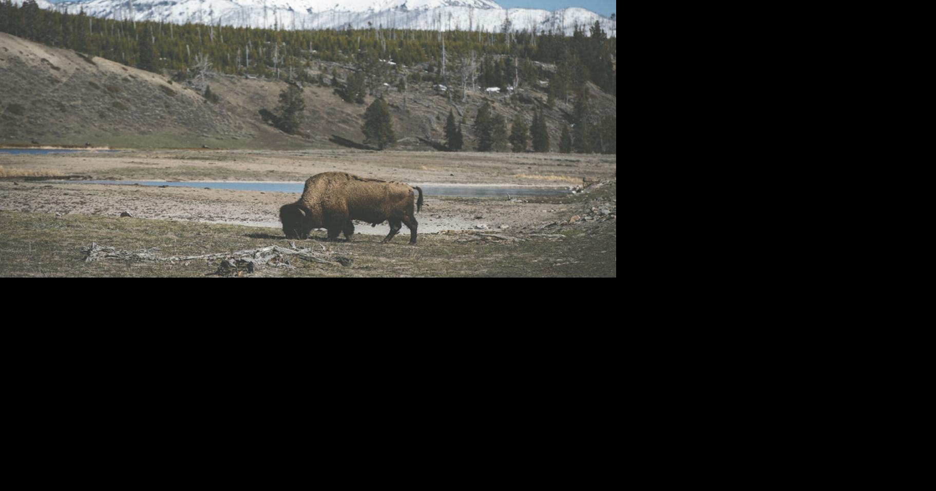 Yellowstone National Park gates swing open