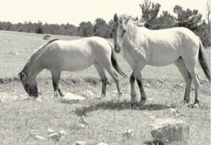 Pryor Mountain horse advocates worry about the future of a historic herd