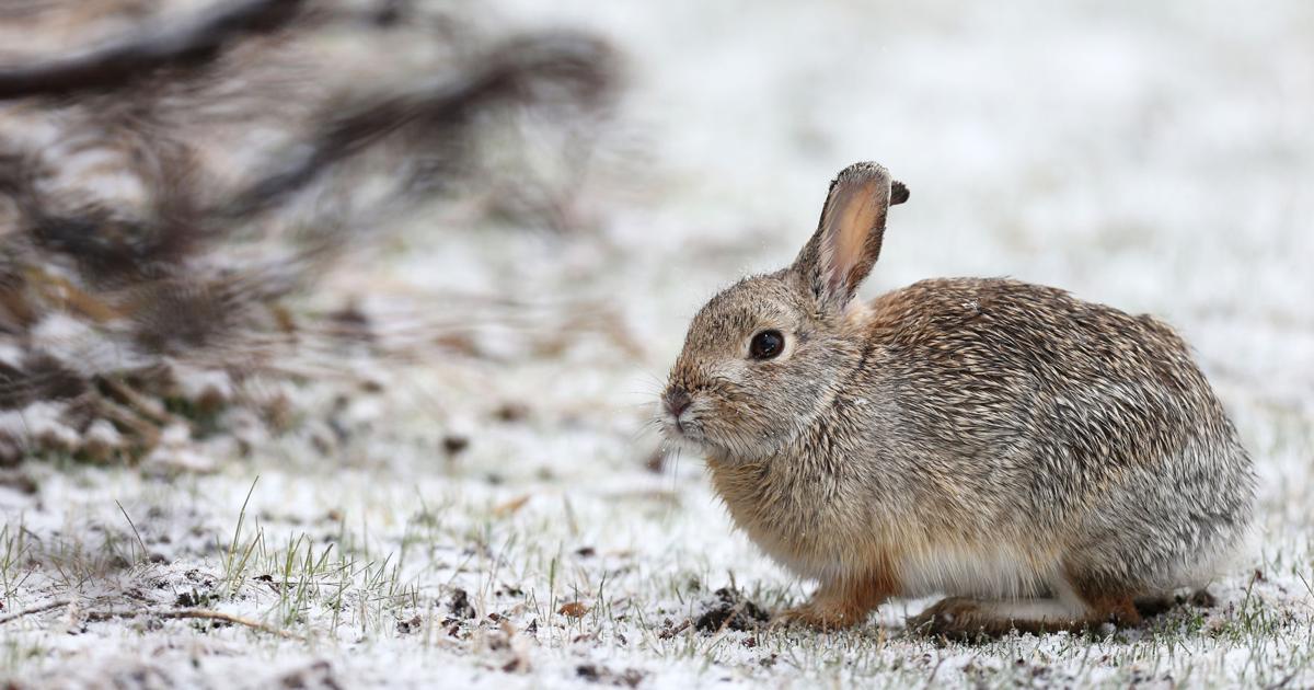 Rabbit hemorrhagic disease confirmed in Wyoming | Local News ...