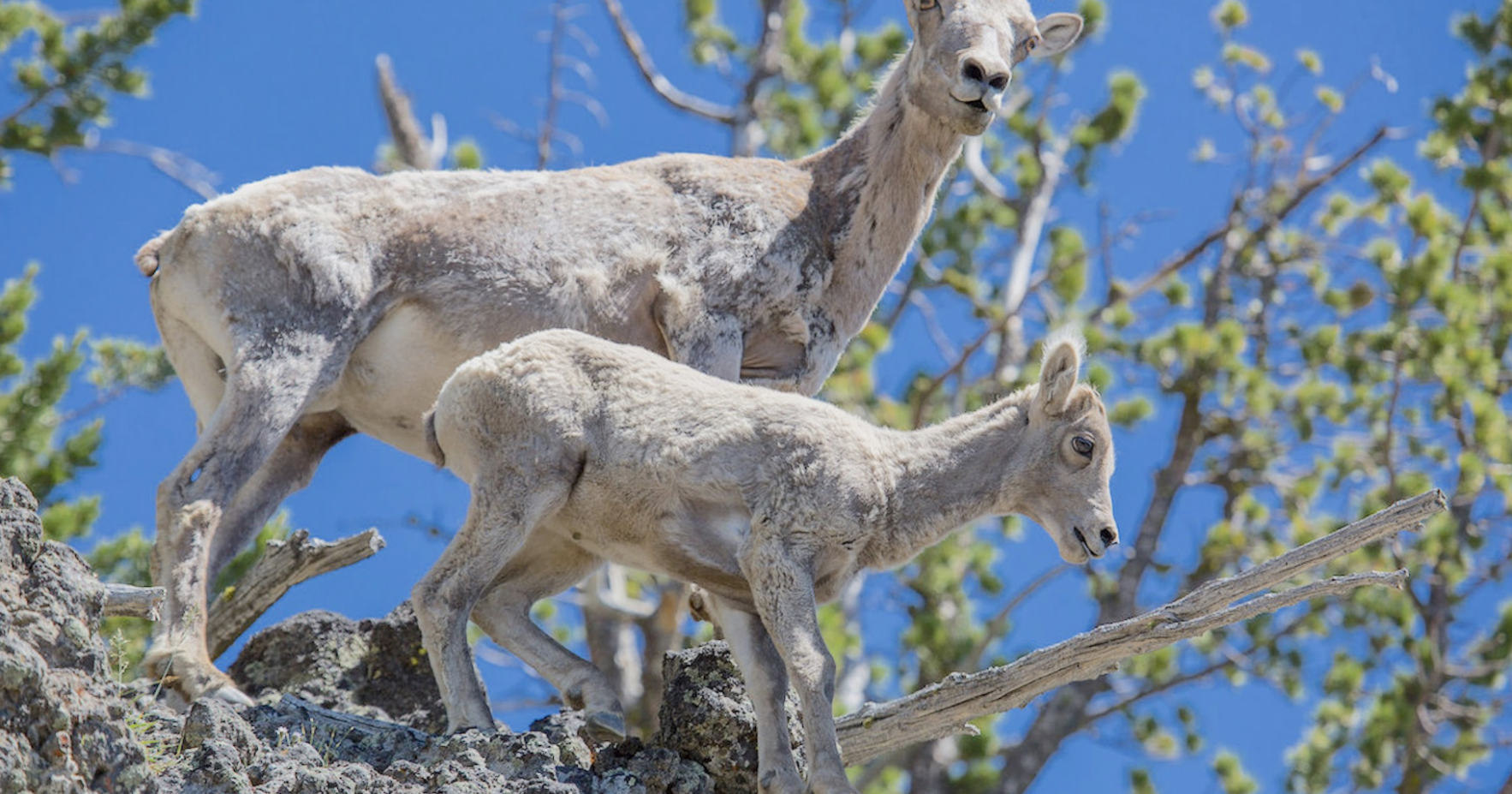 Hunting bighorn sheep ewes to save the herd - Vimarsana News