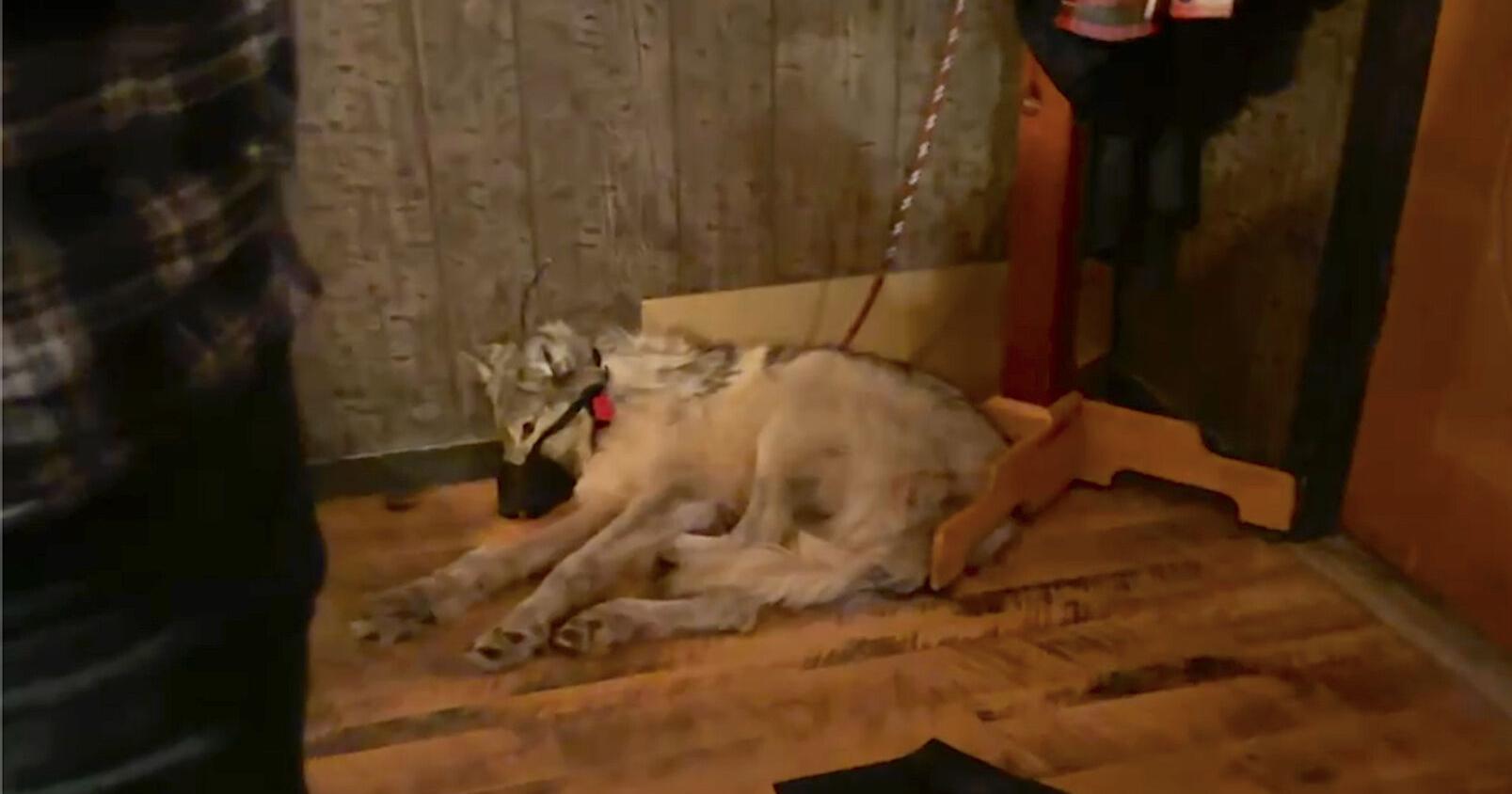 Gordon: Legislature should lead on wolf policy reform - Vimarsana News