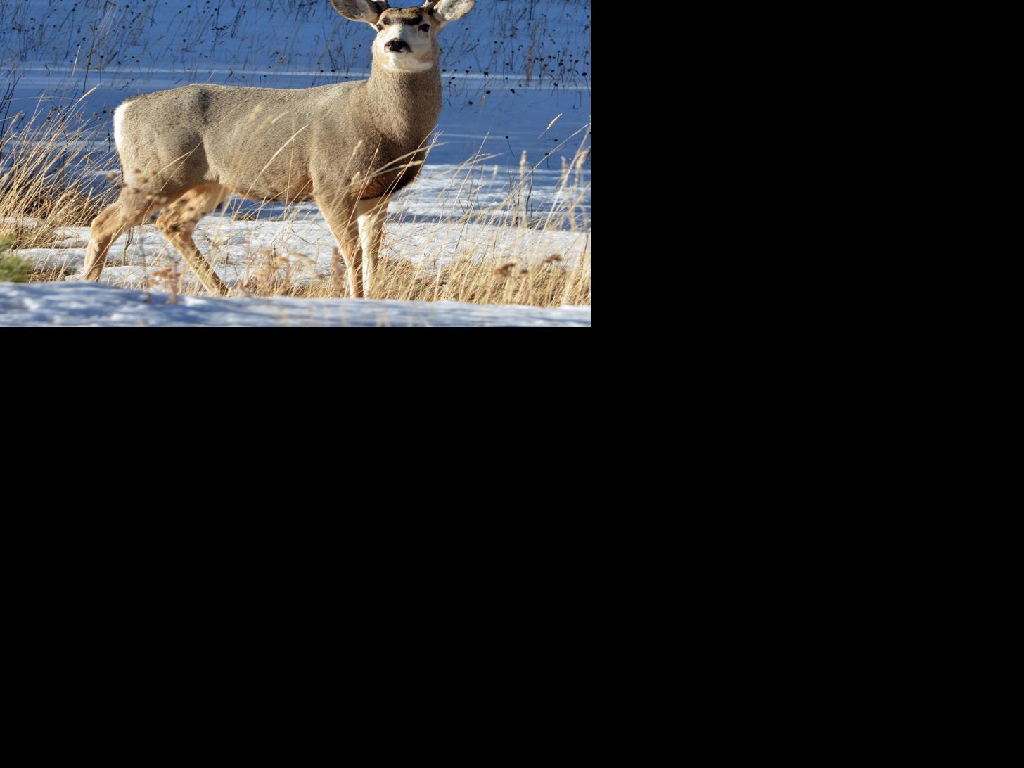 Mule Deer Study Raises Red Flags From The Wire Wyomingnews Com