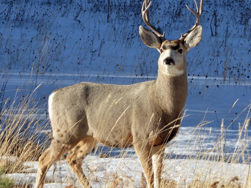 Mule Deer Study Raises Red Flags From The Wire Wyomingnews Com Mule Deer Study Raises Red Flags From The Wire Wyomingnews Com