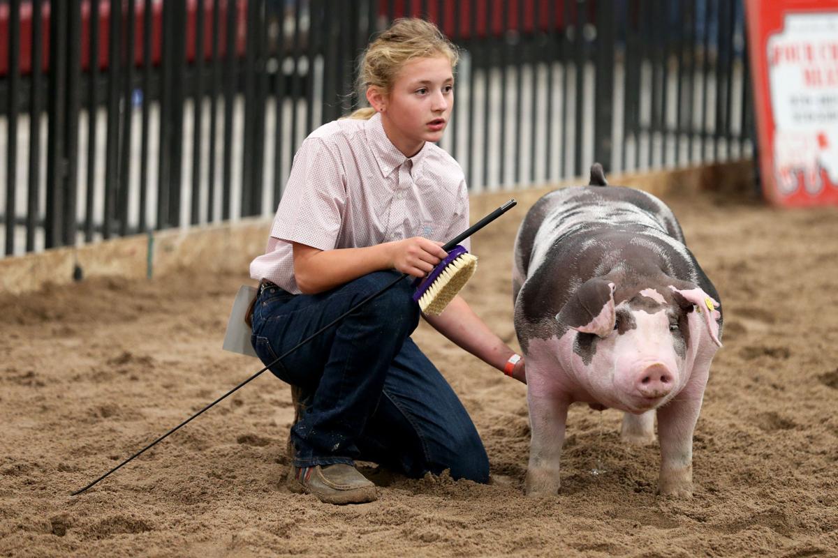 20200806-feat-fairpigs-mc-10.JPG