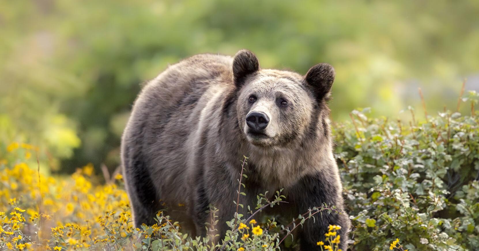 Will wolf outrage undermine state's efforts to manage grizzlies? - Vimarsana News