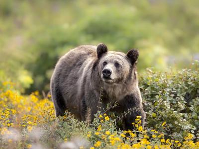 grizzly bear with flowers