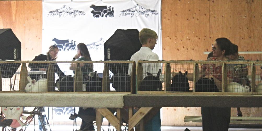 Rabbit rivalry: Local youth put skills to the test in Albany County ...
