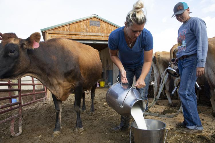 Family farm swaps cows for goats amid changed dairy industry - The