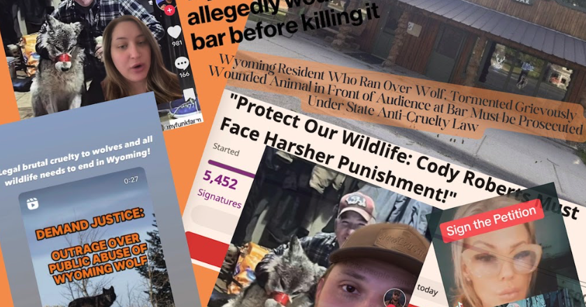 Wyoming tourism social media goes dark amid wolf furor - Vimarsana News