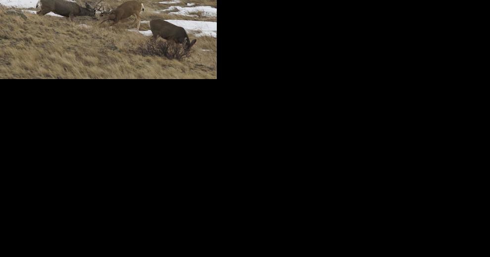 CWD increasing in state deer, elk herds - Vimarsana News