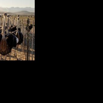 Ostrich and emu ancestor could fly, scientists discover