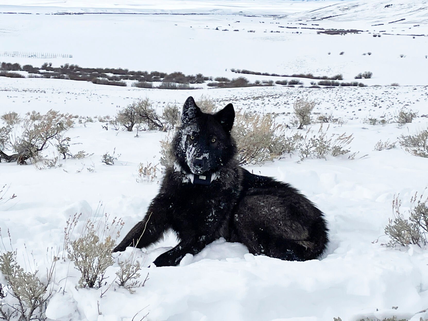 U.S. Judge To Weigh Cattle Industry Request To Halt Colorado Wolf ...