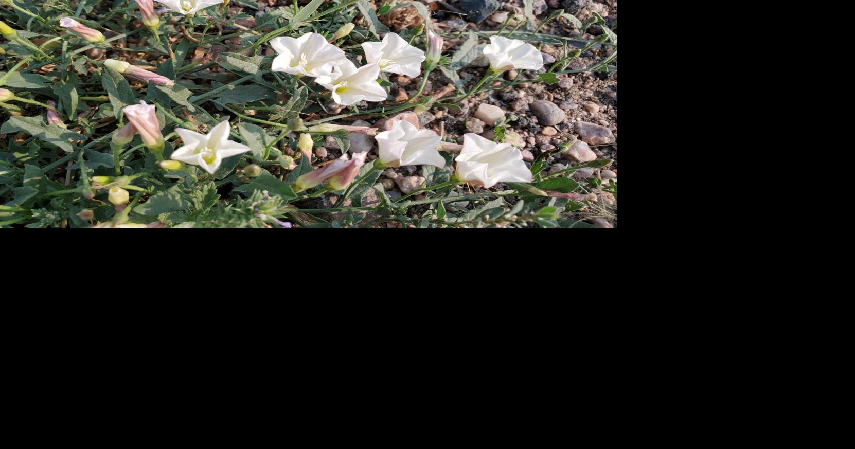 How to best bindweed before it kills gardening joy | Outdoors ...