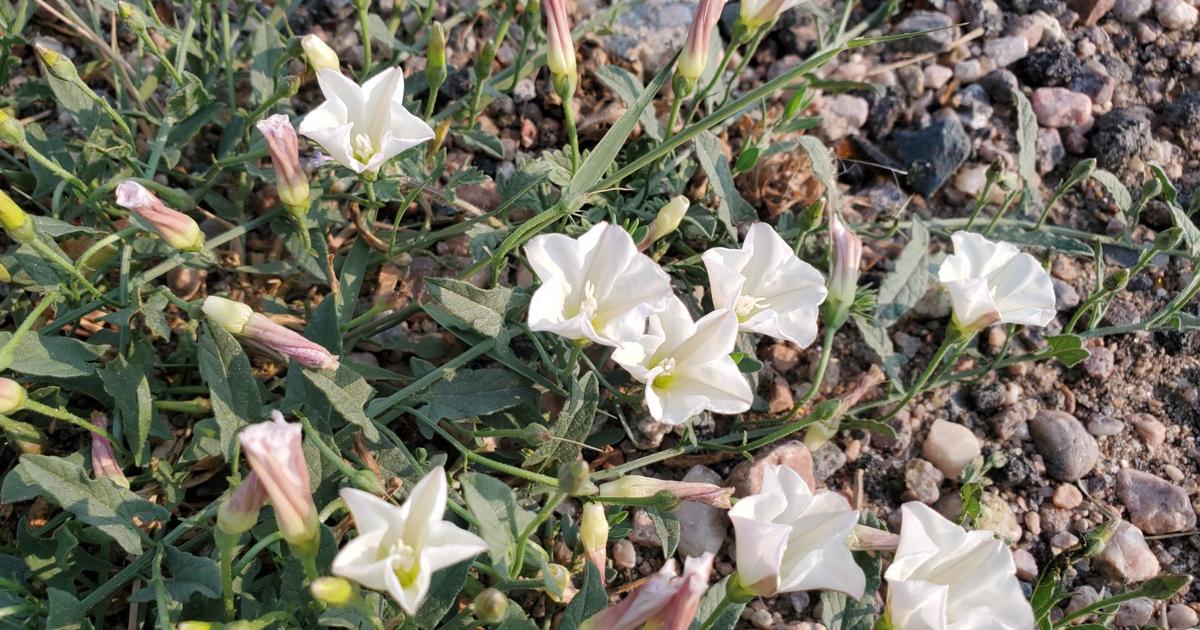 Bindweed Sprouting How to best bindweed before it kills gardening joy | Outdoors ...