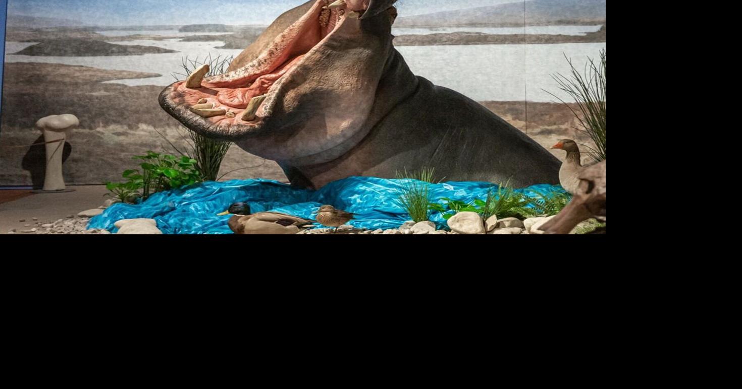 Hippos live alongside mammoths and woolly rhinos during last Ice Age