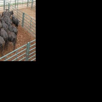 University of Nebraska hosts international beef cattle symposium