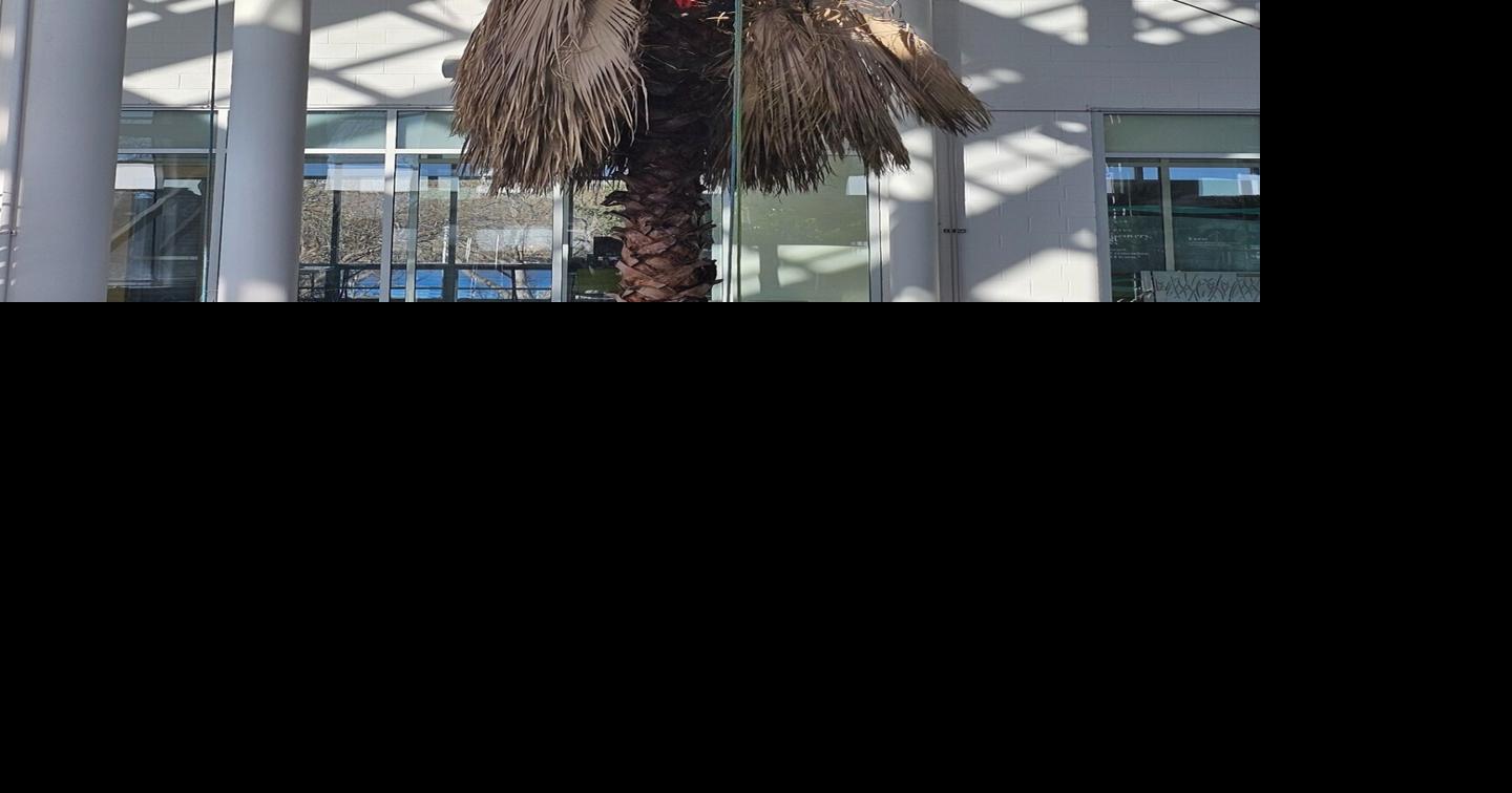 Cheyenne Botanic Garden removes Mexican fan palm