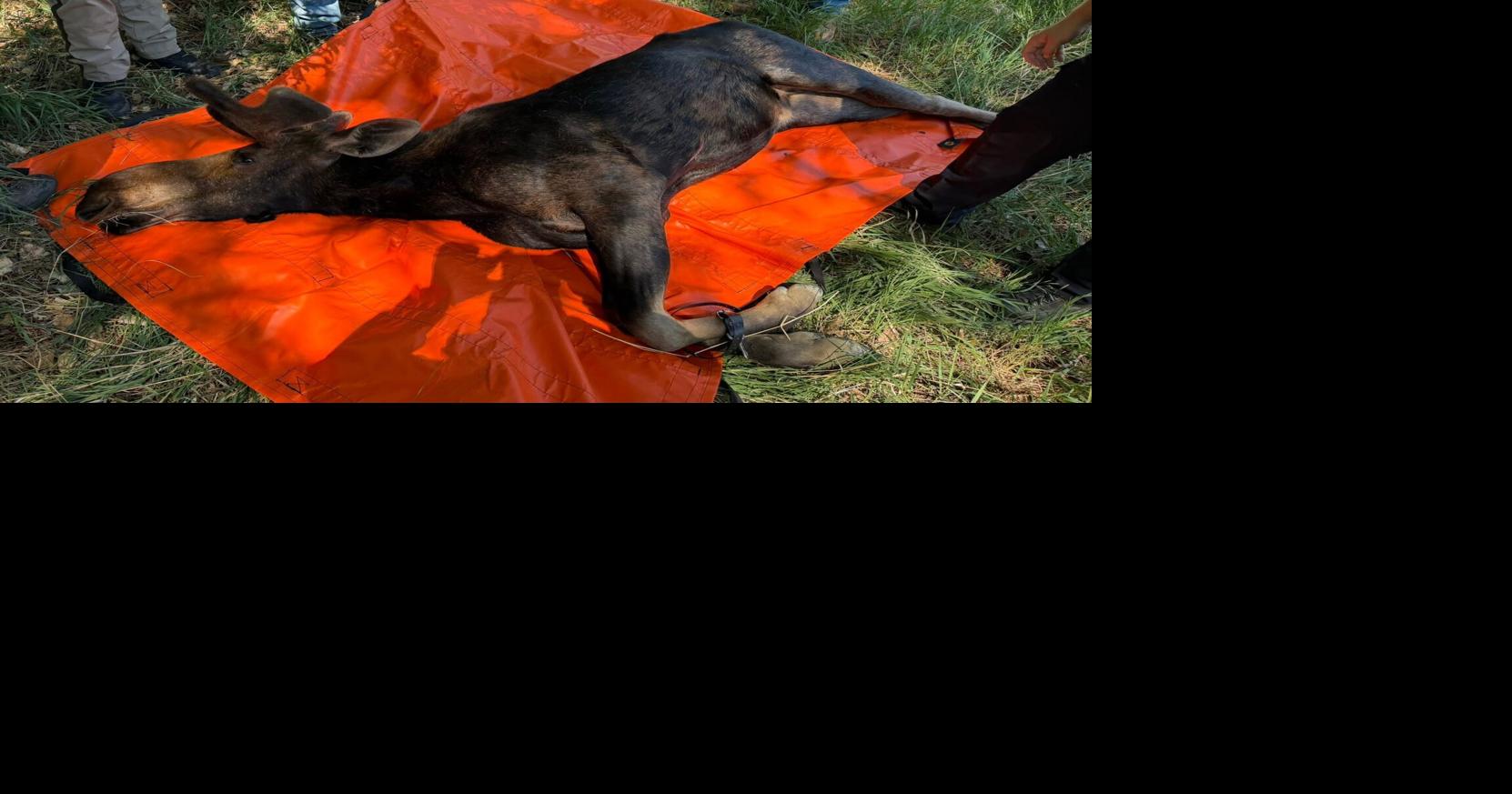 Moose captured over the weekend in Wheatland