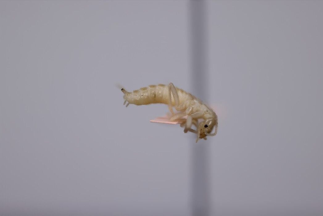 University of Wyoming student finds new order of insect in Yellowstone ...