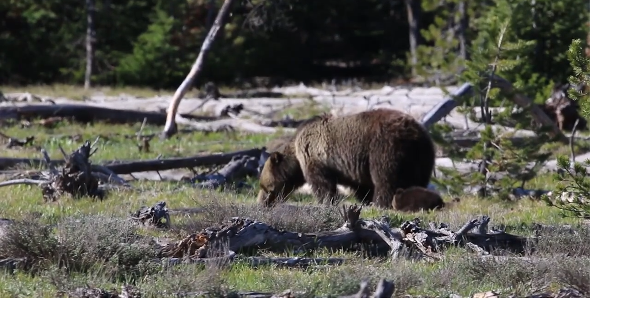 Wyoming Game and Fish reminds the community to be bear aware
