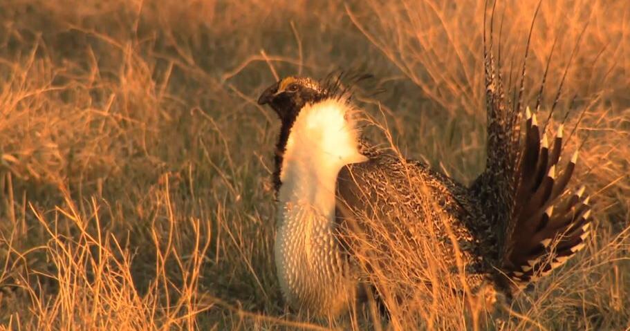 Wyoming abruptly defunds, dissolves sage grouse conservation groups