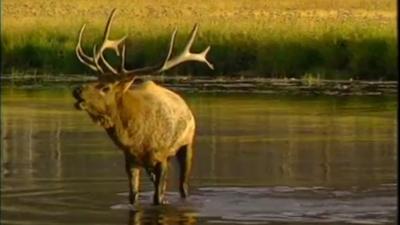 ELK30