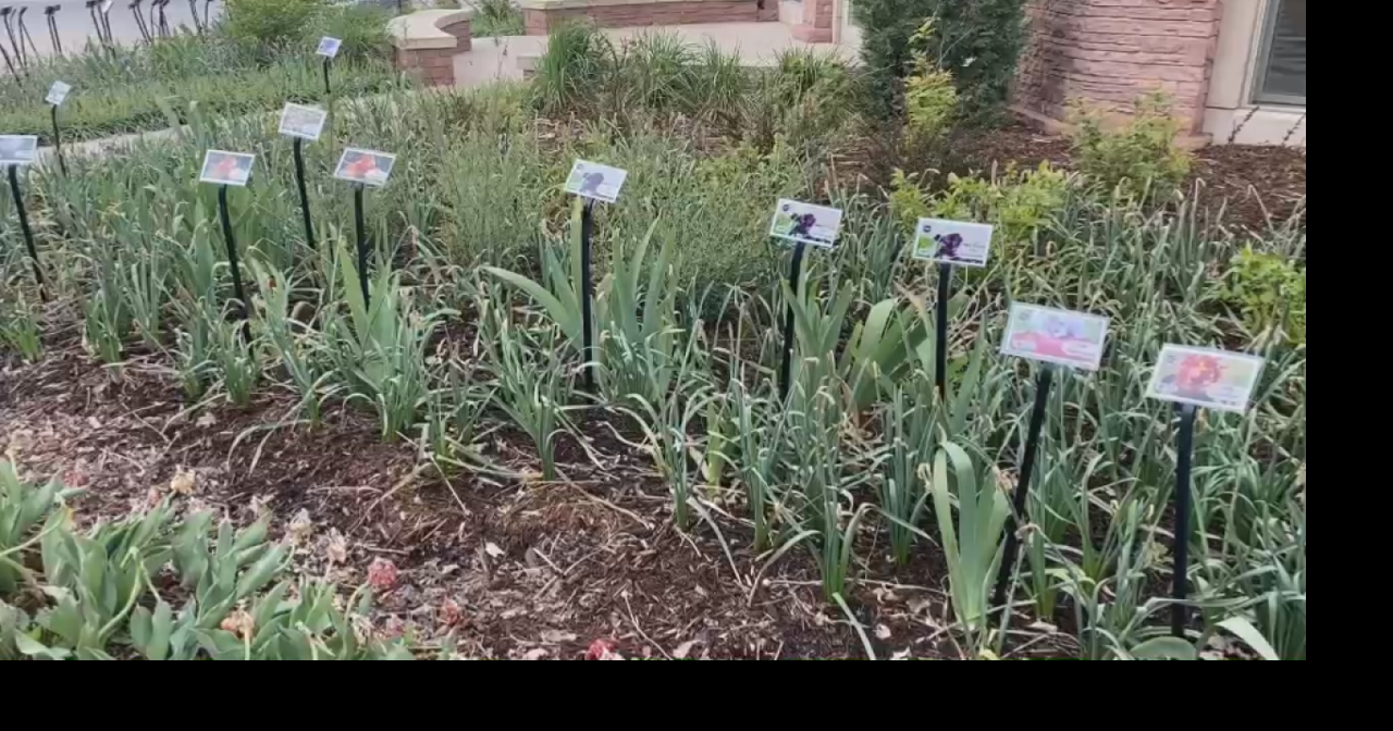 Wyoming gardening tips in late spring May 19, 2026 19 mins ago