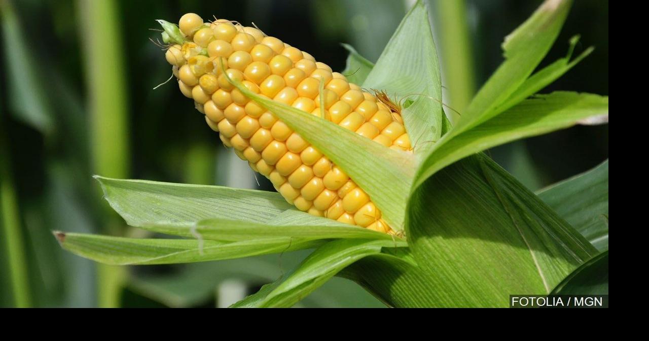 Breakthroughs in Corn Genetics Enhance Drought Resistance