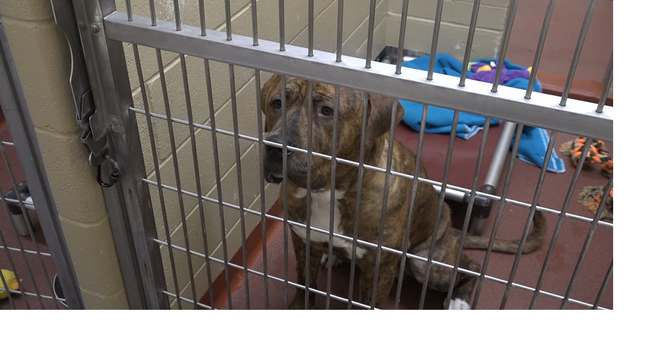 Cheyenne Animal Shelter prepares hoarded animals for adoption