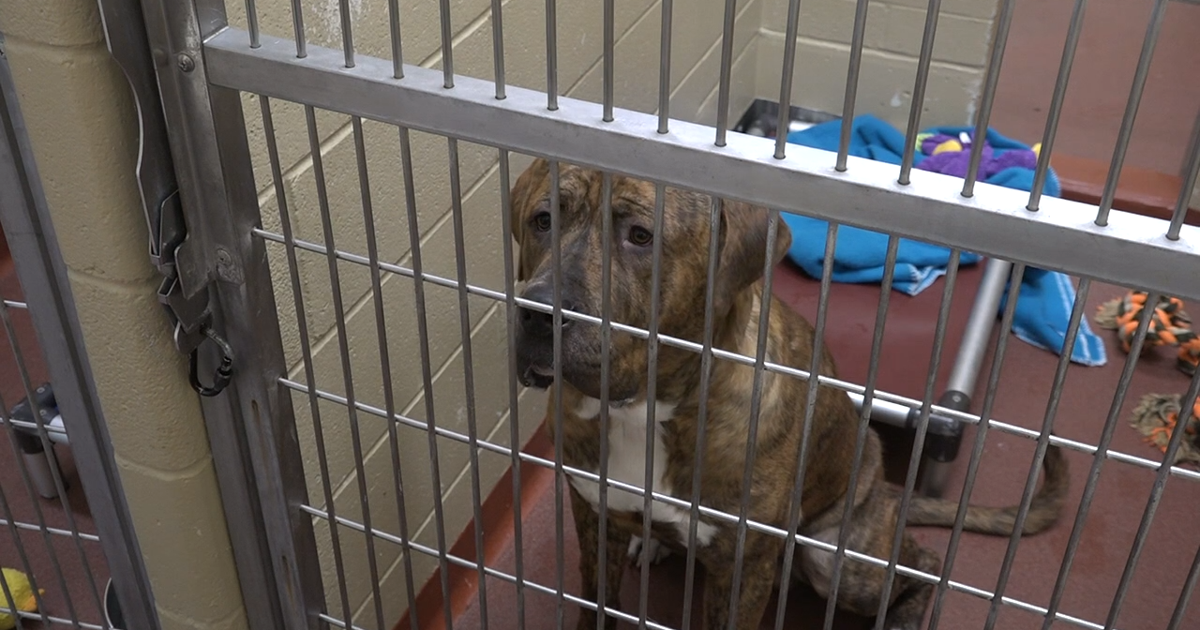 Cheyenne Animal Shelter prepares hoarded animals for adoption