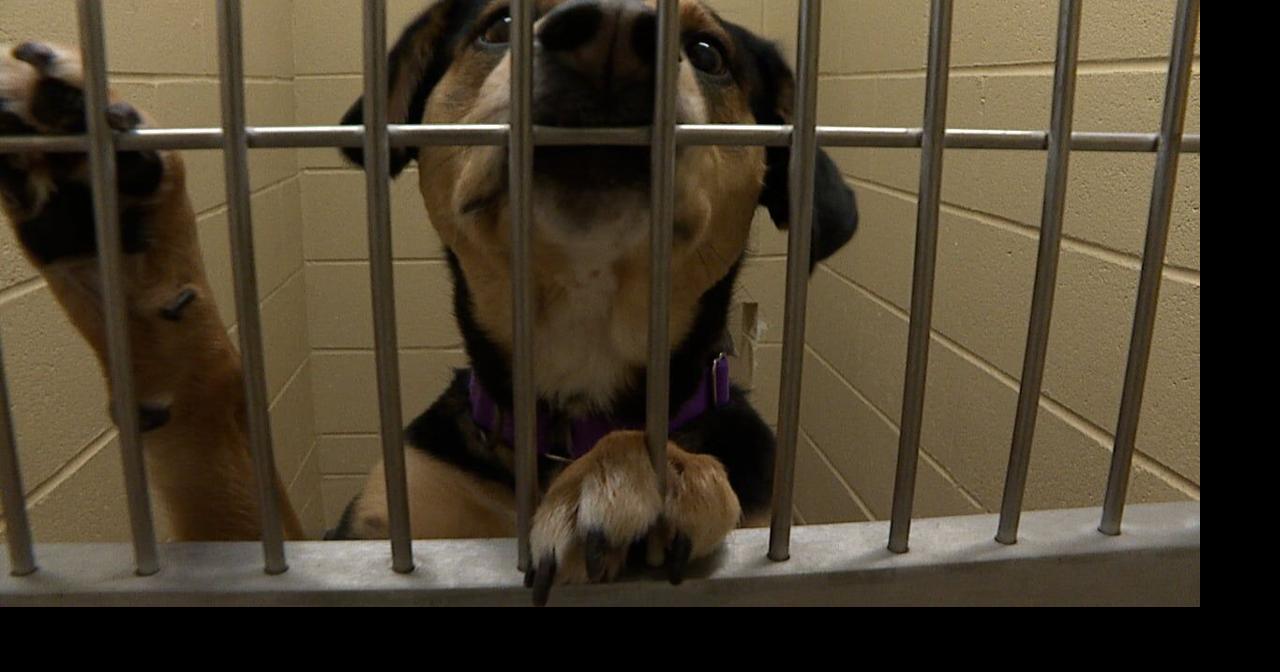 Cheyenne Animal Shelter & Red Cross Wyoming urging pet owners to keep pets warm