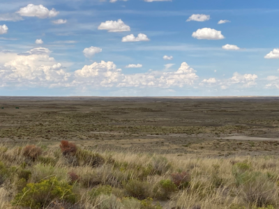 Wyoming tall grass