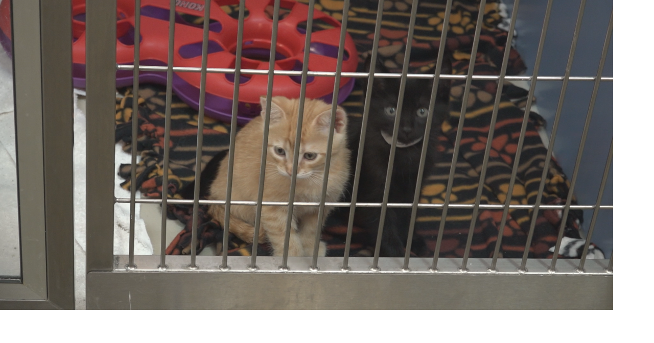 Cheyenne Animal Shelter launches campaign during busy season