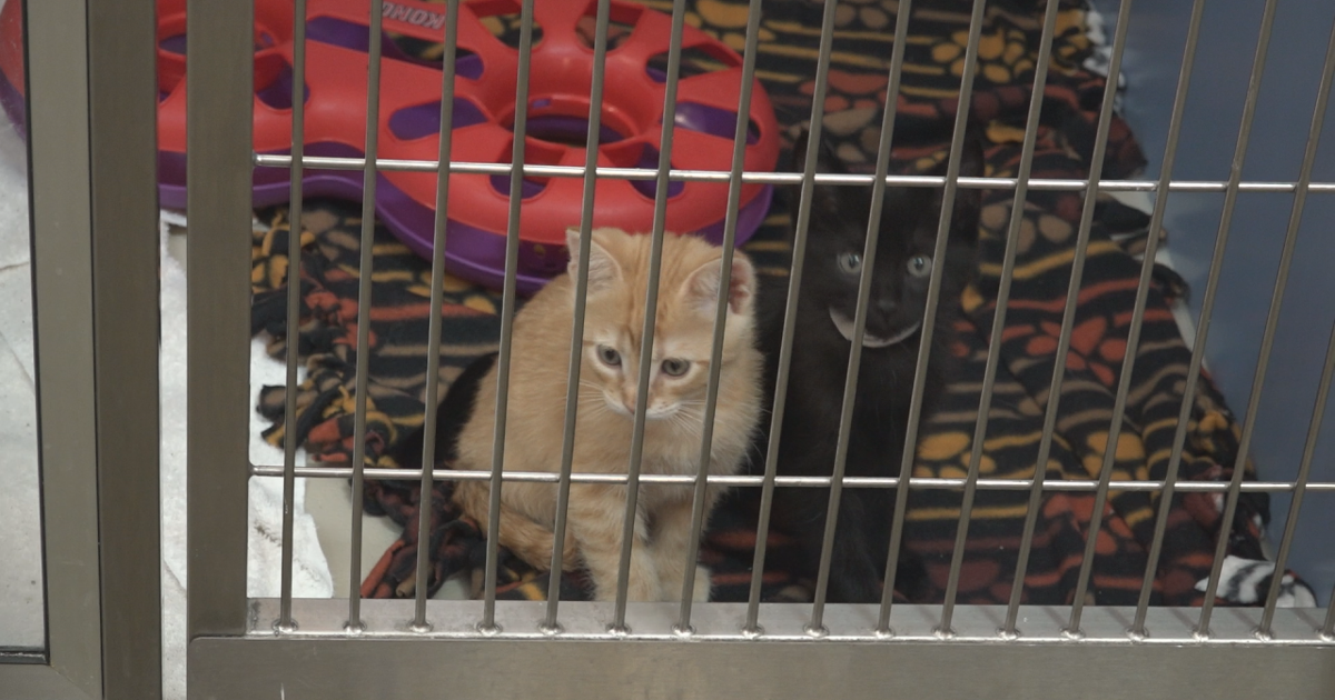 Cheyenne Animal Shelter launches campaign during busy season