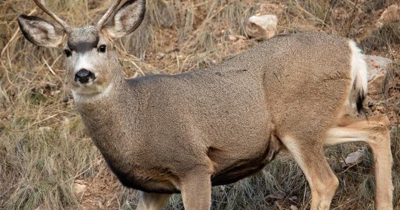 Chronic wasting disease detected in two new Wyoming deer hunt areas