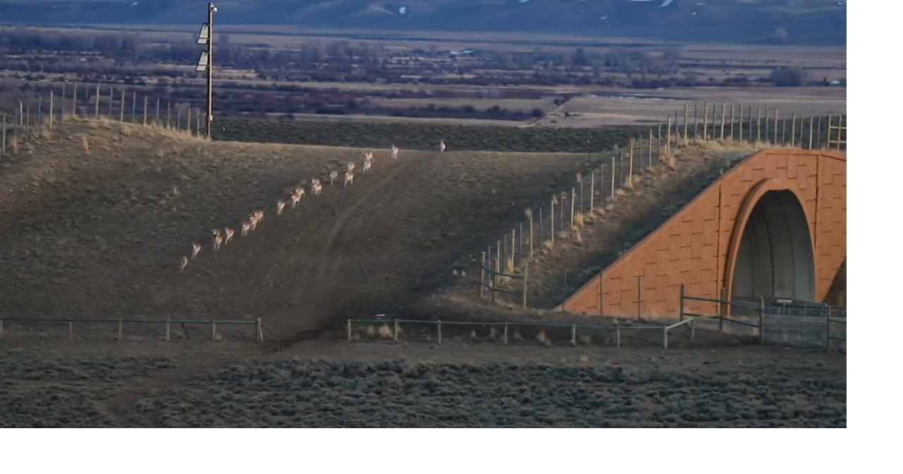 Antelope Migration Corridor designated