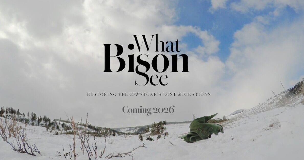 "What Bison See" making its debut