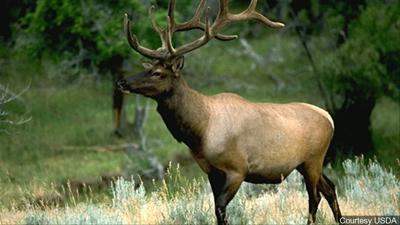 First case of chronic wasting disease is found inside a Wyoming elk feedground