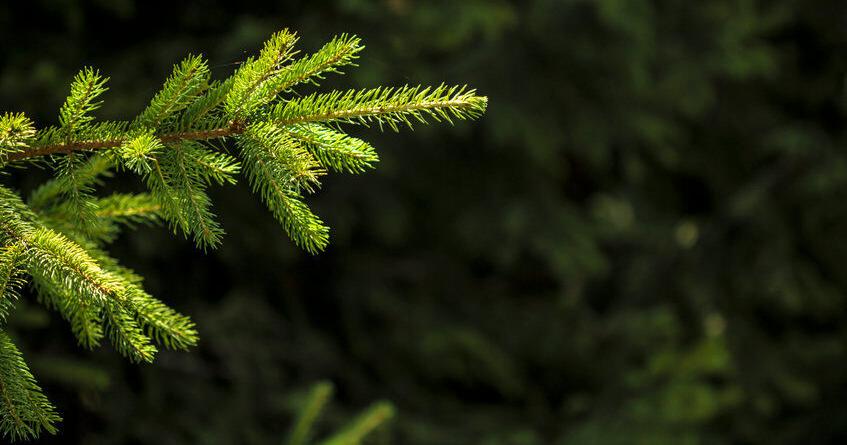 Christmas tree cutting permits on Medicine Bow Routt National Forests are available