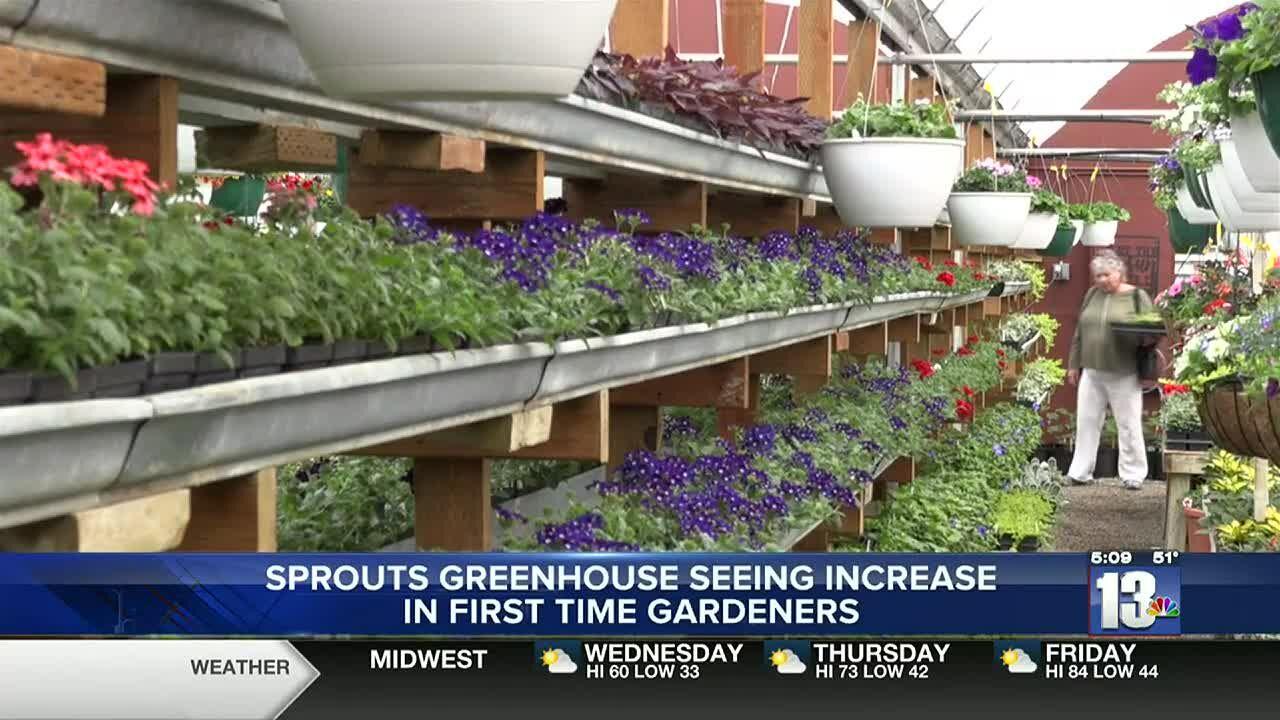 Sprouts Greenhouse seeing an increase in first time gardeners while