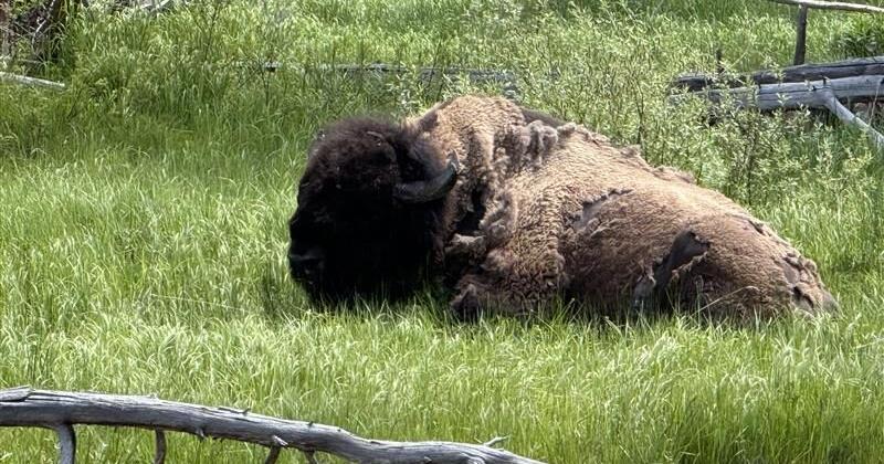 Wyoming Game and Fish considering changes to two regulations