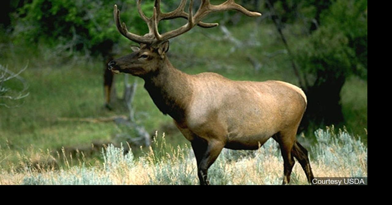 Wyoming Game and Fish 2026 elk feedground plan